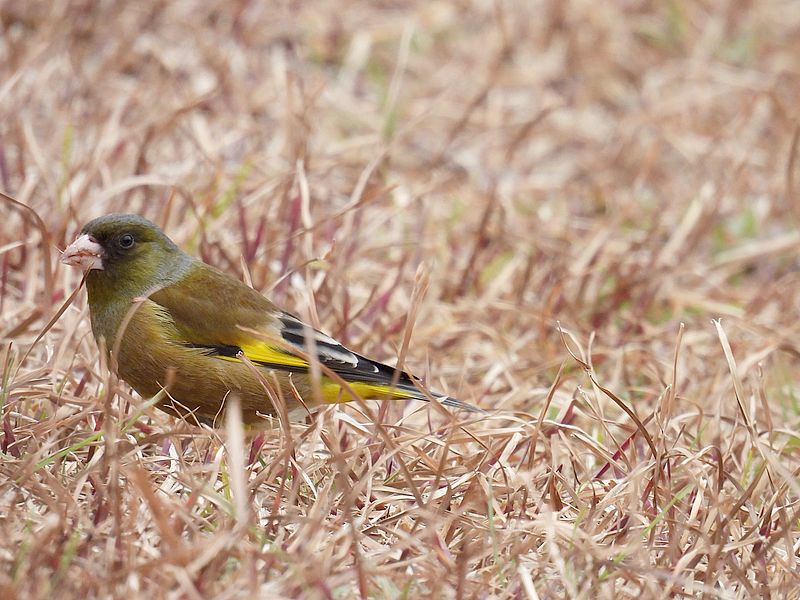 カワラヒワさん