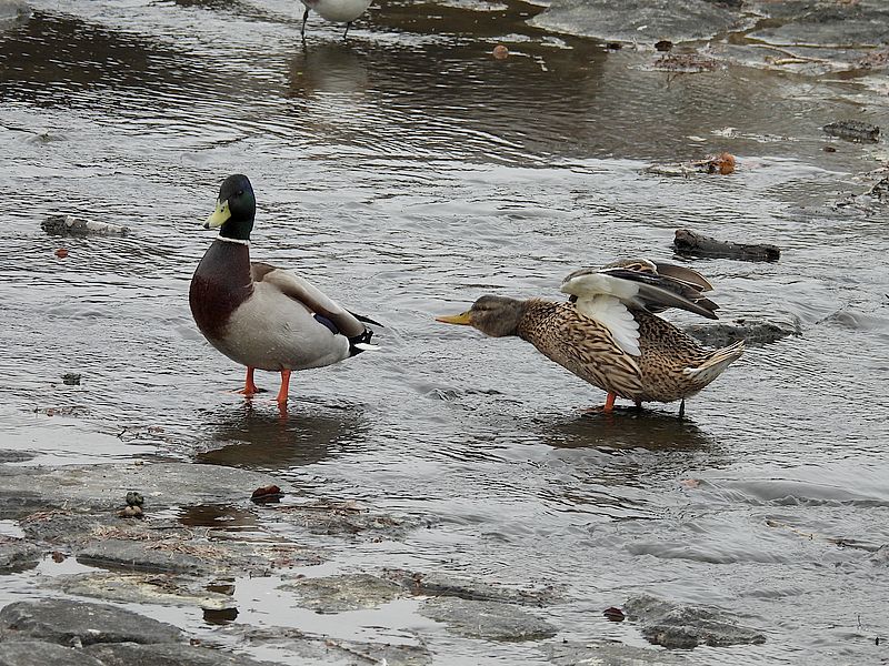 マガモ氏ご夫妻