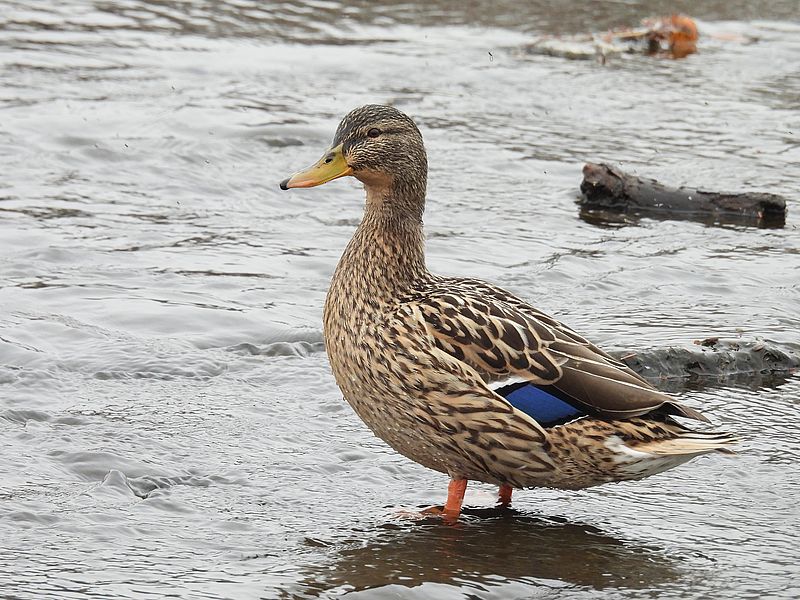 マガモ子ちゃん
