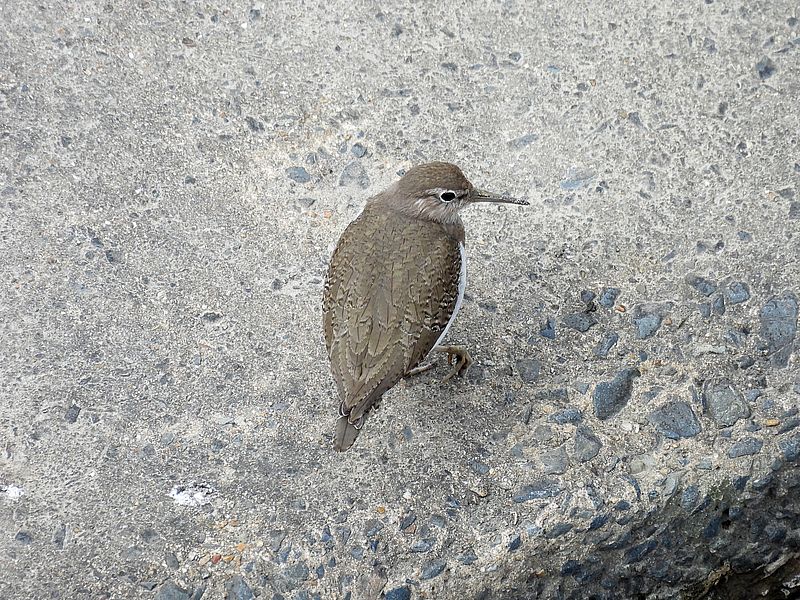 イソシギちゃん