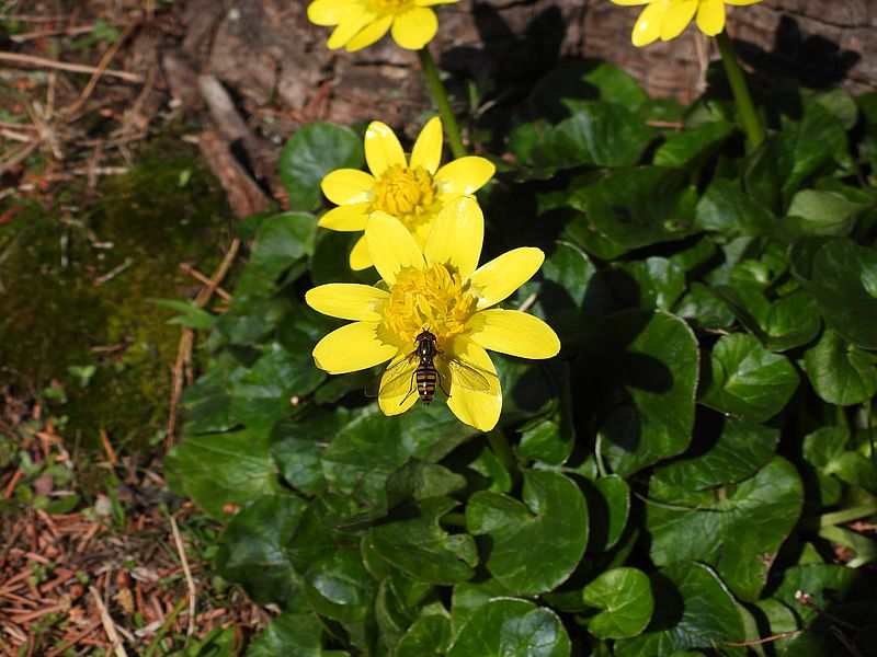 ヒメリュウキンカとホソヒラタアブさん