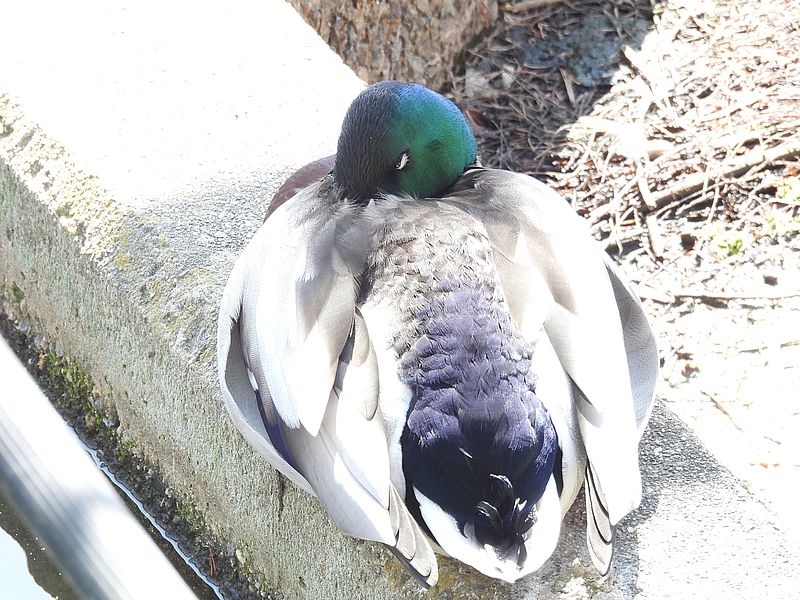 マガモっぽいけどなぁ