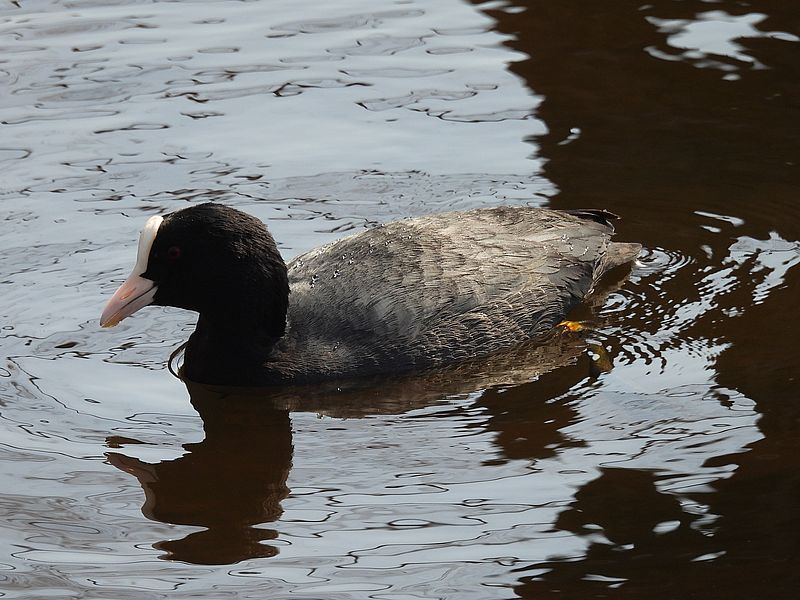 オオバンちゃん