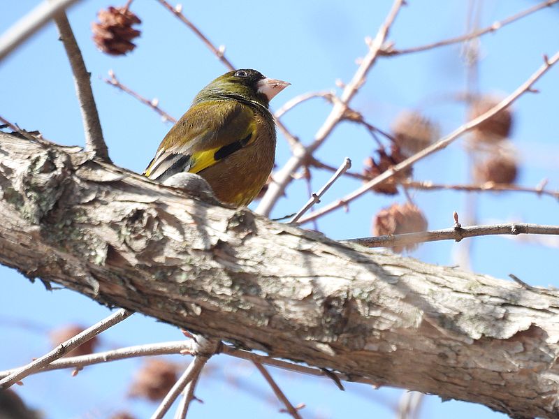 カワラヒワさん