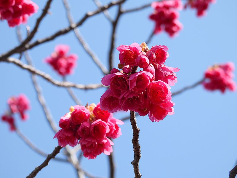 緋寒桜