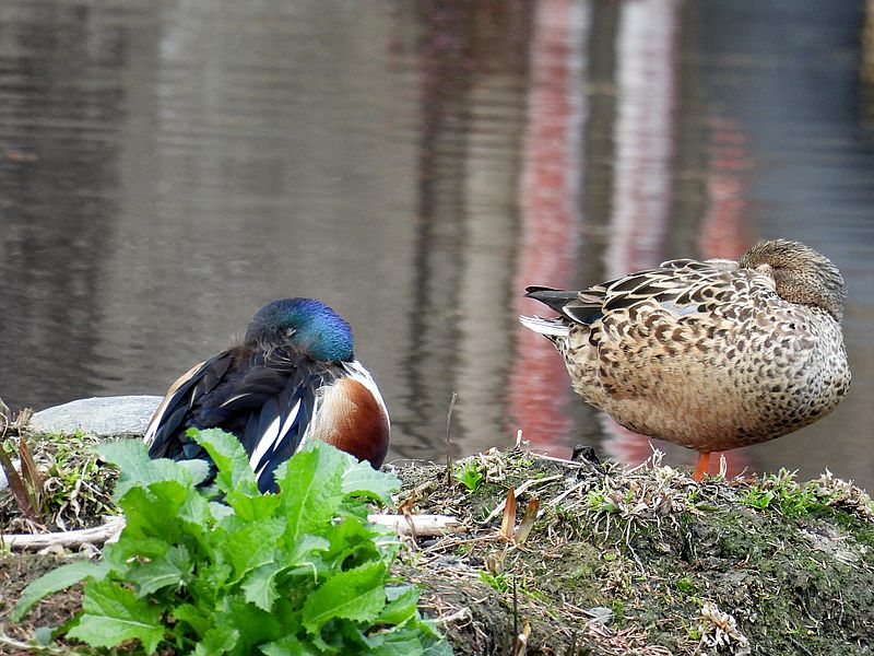 ハシビロさんご夫妻