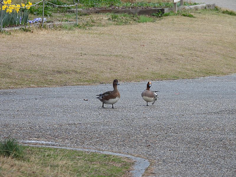 ぴゆちゃんご夫妻
