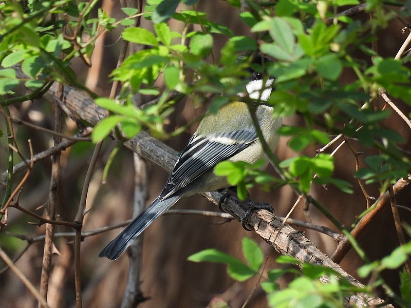 シジュウカラちゃん