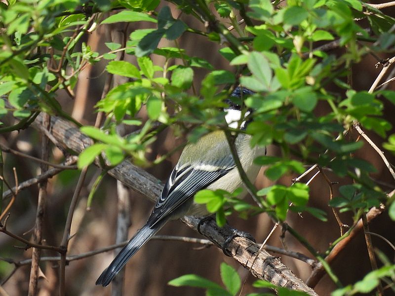 シジュウカラちゃん
