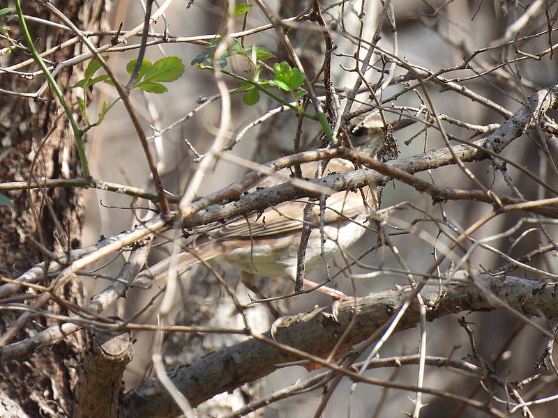 ウグイスちゃん