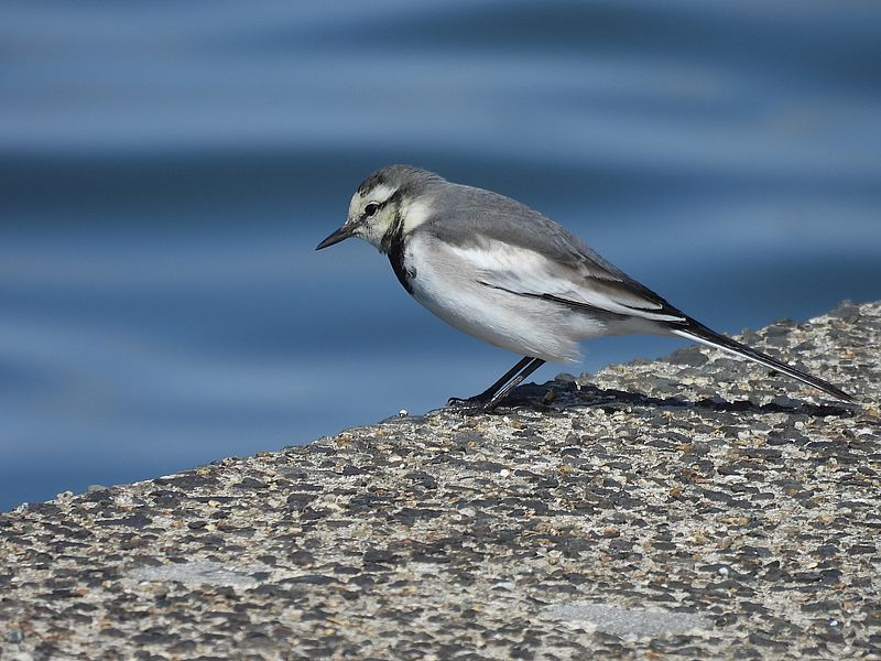 ハクセキレイちゃん