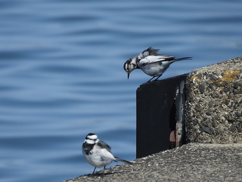 ハクセキレイちゃん