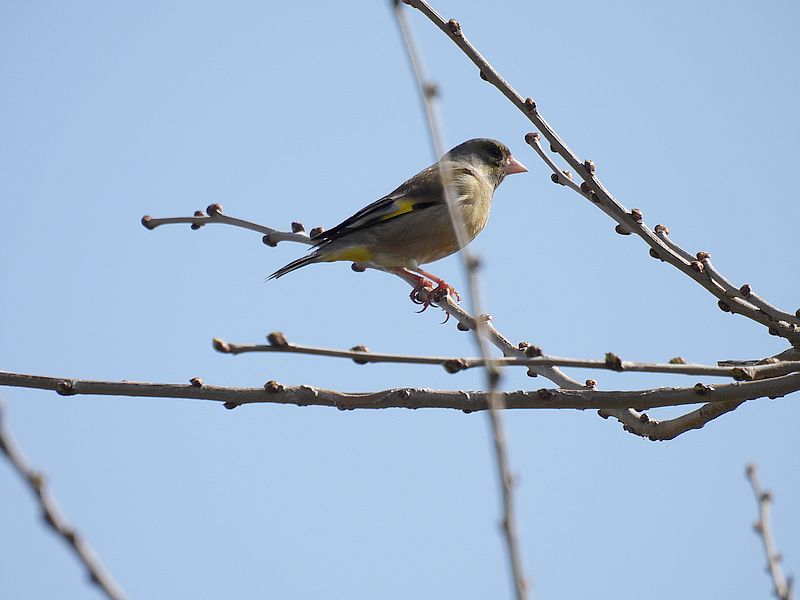 カワラヒワさん