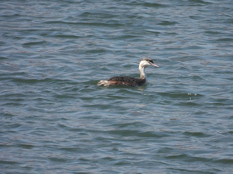 カンムリカイツブリちゃん