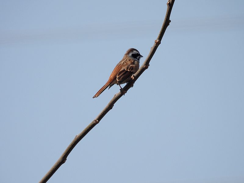 ホオジロちゃん