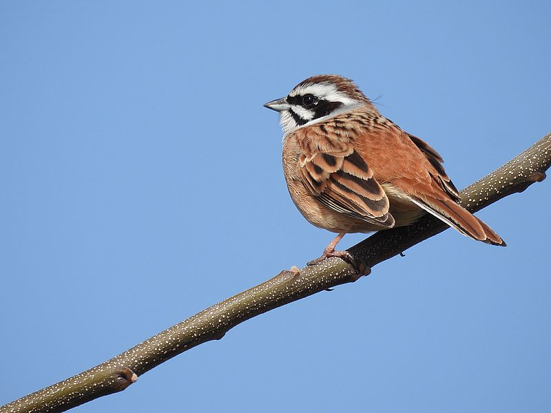 ホオジロちゃん