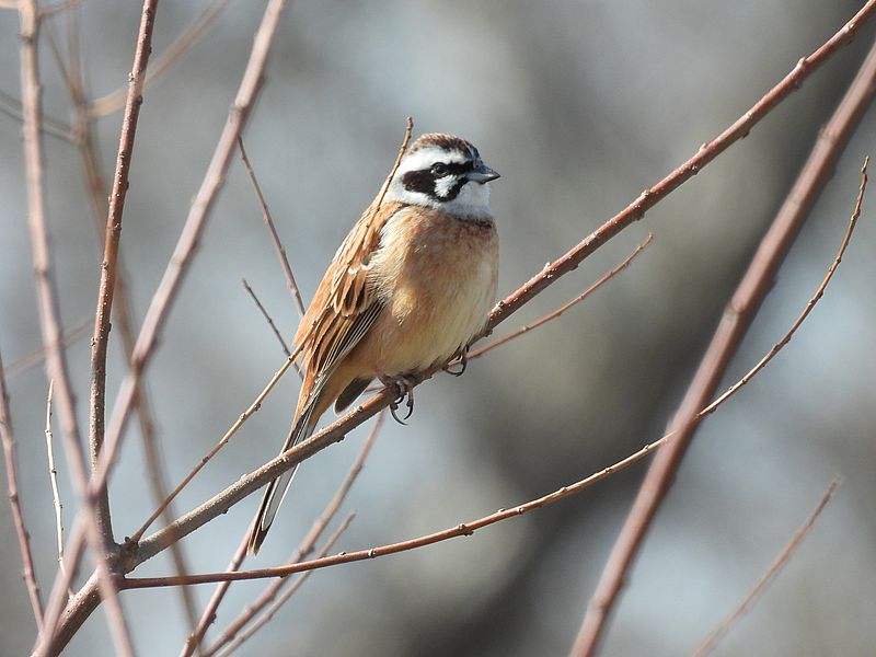 ホオジロちゃん