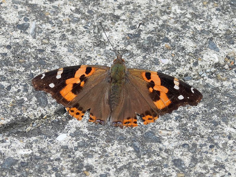 ヒメアカタテハちゃん