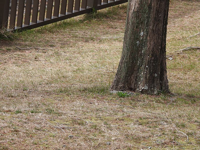 ヒメリュウキンカも掃除された＞＜