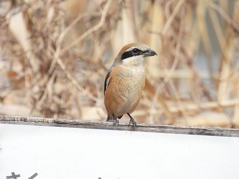 ラブリーソルジャーモズちゃん