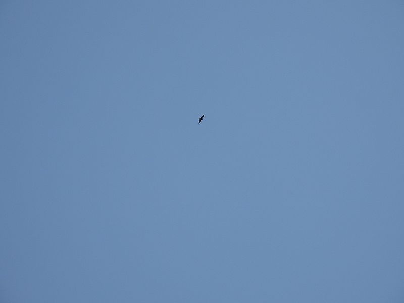 ノスリちゃんだそう