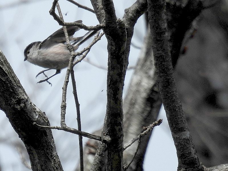 くそはやエナガ元帥
