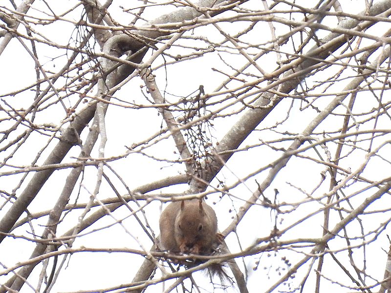 ホンドリスちゃん