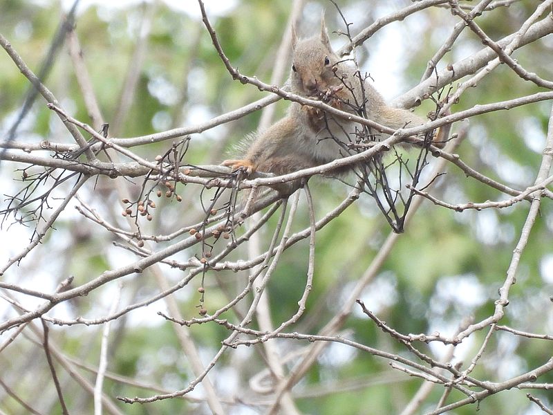 ホンドリスちゃん