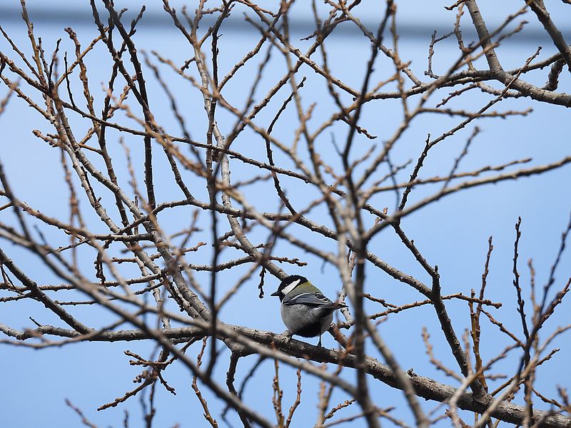シジュウカラちゃん