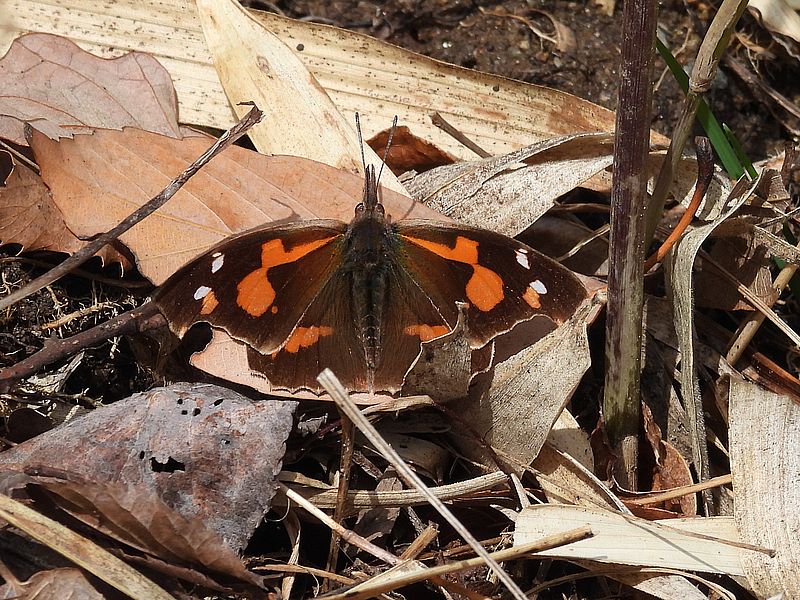 テングチョウちゃん