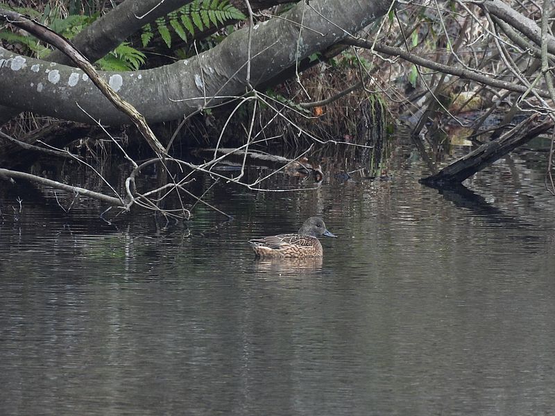 ヨシガモちゃん
