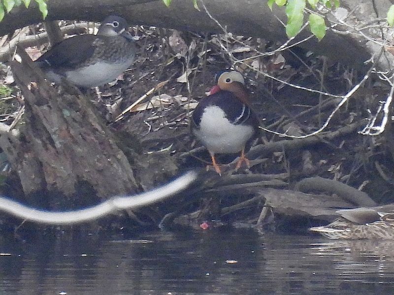 オシドリちゃん