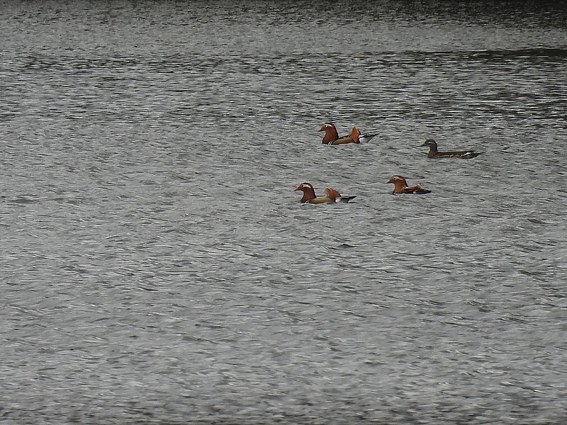 オシドリちゃん