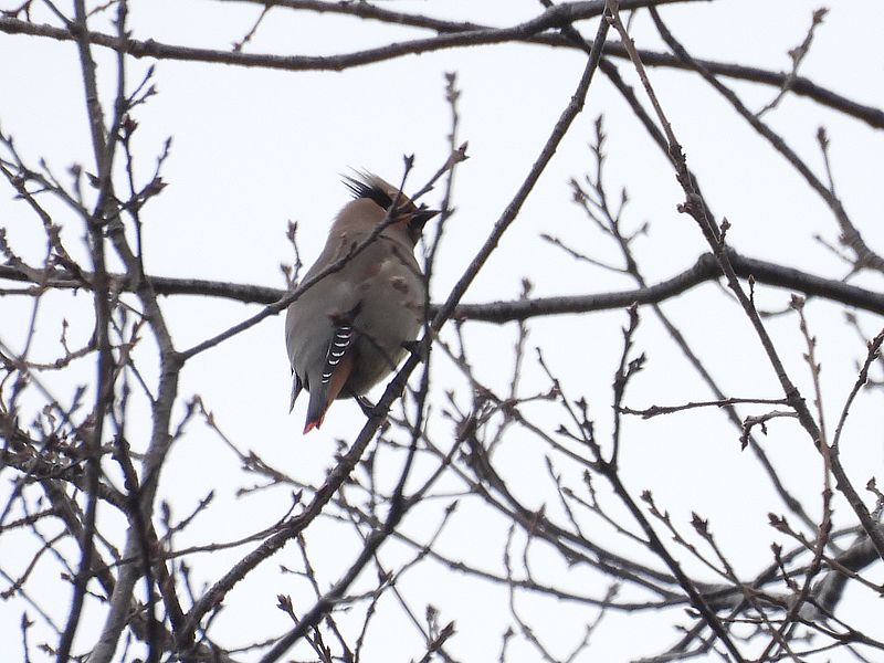 ヒレンジャクちゃん