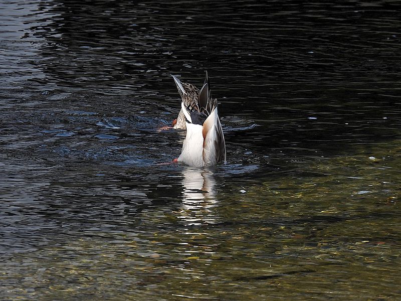 マガモ氏おケツ