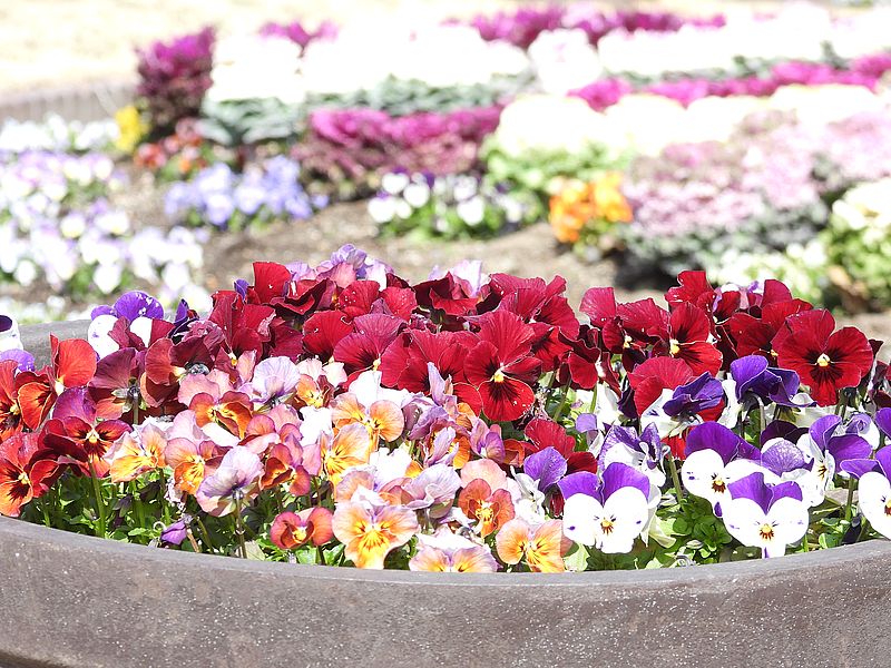 京都府立植物園のパンジー