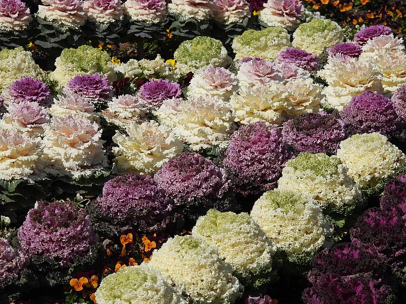 京都府立植物園の葉ボタン