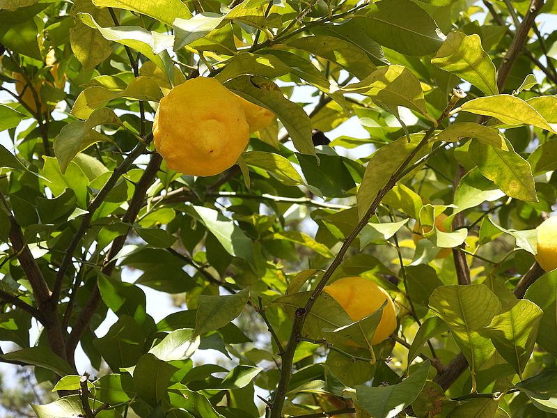 京都府立植物園のレモン