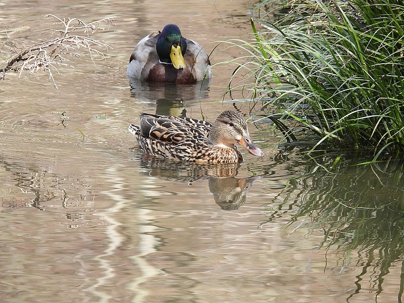 マガモ氏ご夫妻