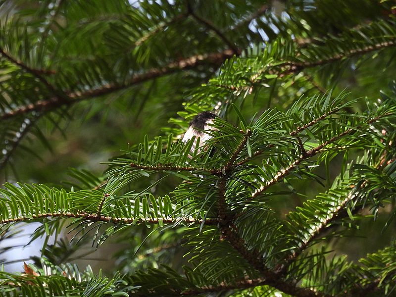 くそはやエナガ元帥