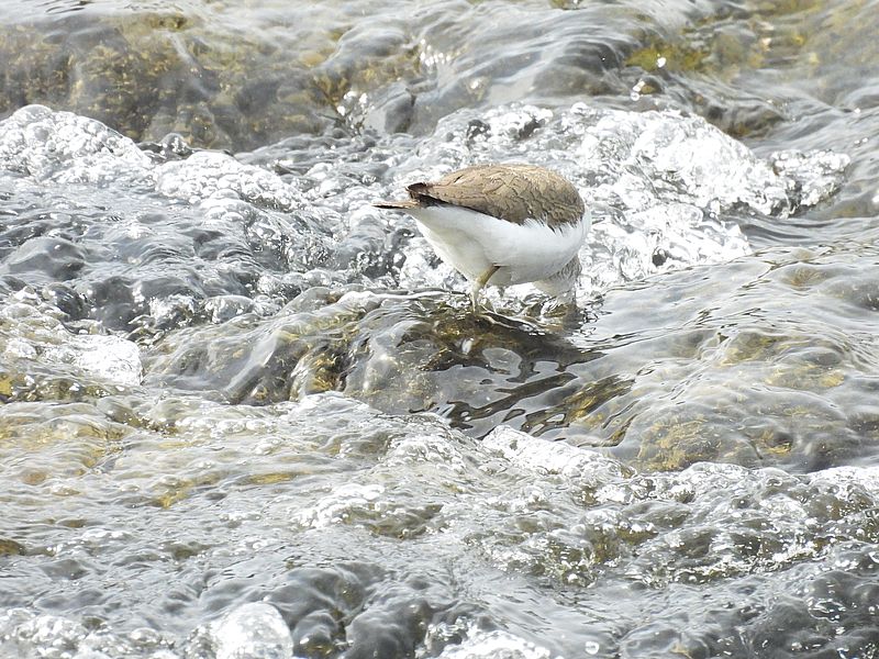イソシギちゃんのおケツ