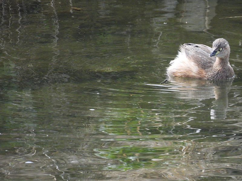 カイツブリちゃん