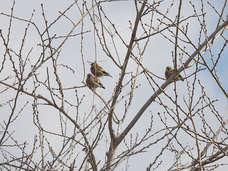カワラヒワさん
