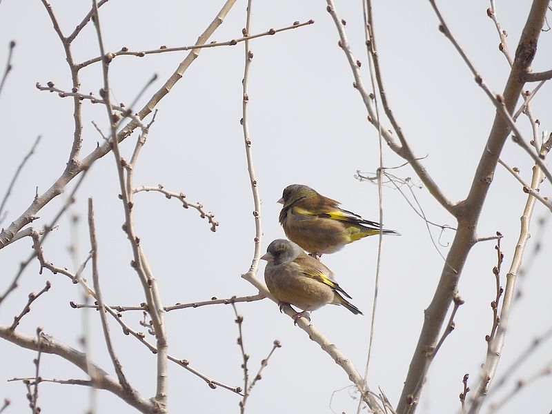 カワラヒワさん