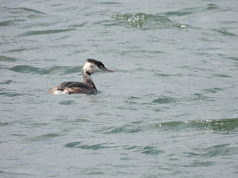 カンムリカイツブリちゃん