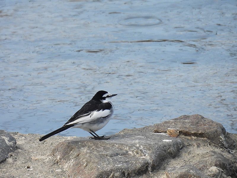ハクセキレイちゃん