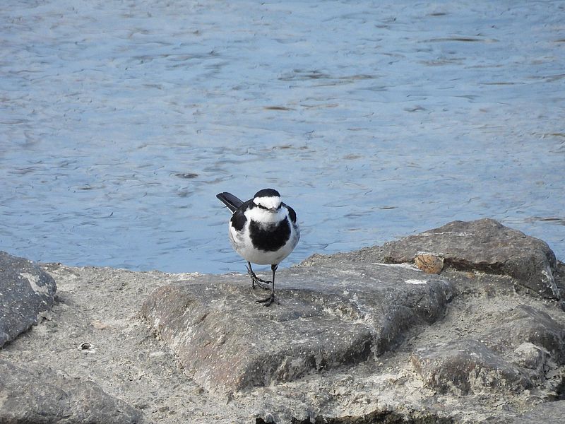 ハクセキレイちゃん