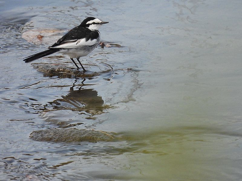 ハクセキレイちゃん