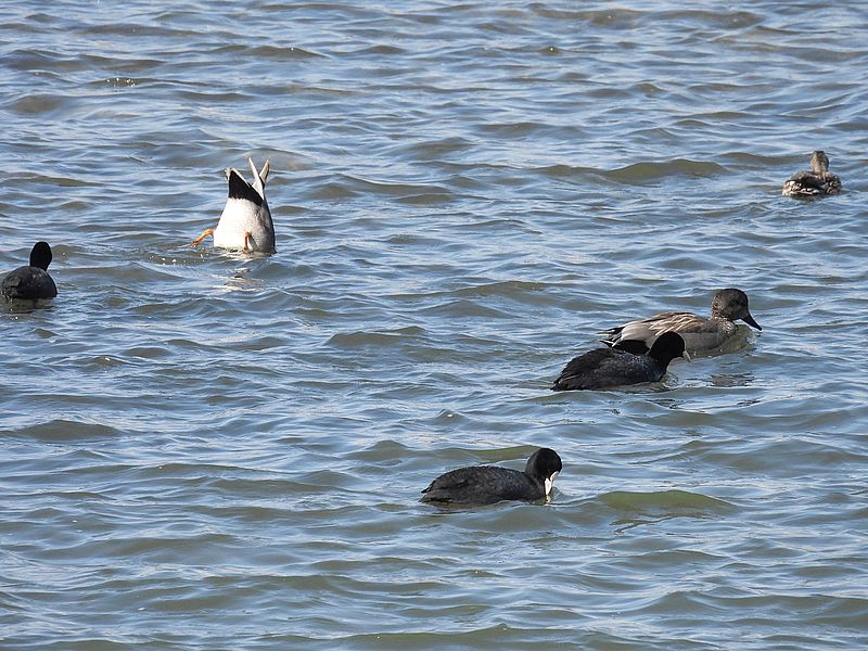 オオバン×オカヨシ閥