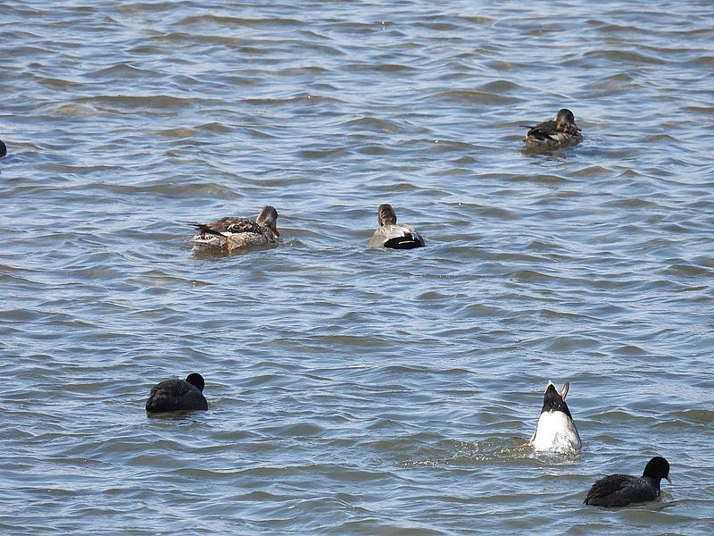 あほが見るカモのケツ…